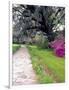 Pathway in Magnolia Plantation and Gardens, Charleston, South Carolina, USA-Julie Eggers-Framed Photographic Print