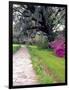 Pathway in Magnolia Plantation and Gardens, Charleston, South Carolina, USA-Julie Eggers-Framed Photographic Print