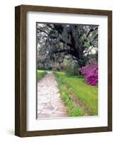 Pathway in Magnolia Plantation and Gardens, Charleston, South Carolina, USA-Julie Eggers-Framed Photographic Print