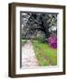 Pathway in Magnolia Plantation and Gardens, Charleston, South Carolina, USA-Julie Eggers-Framed Photographic Print