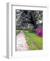 Pathway in Magnolia Plantation and Gardens, Charleston, South Carolina, USA-Julie Eggers-Framed Photographic Print