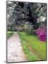 Pathway in Magnolia Plantation and Gardens, Charleston, South Carolina, USA-Julie Eggers-Mounted Photographic Print