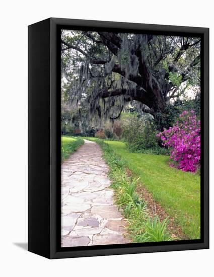 Pathway in Magnolia Plantation and Gardens, Charleston, South Carolina, USA-Julie Eggers-Framed Stretched Canvas