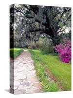 Pathway in Magnolia Plantation and Gardens, Charleston, South Carolina, USA-Julie Eggers-Stretched Canvas