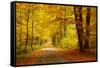 Pathway in the Autumn Forest-sborisov-Framed Stretched Canvas