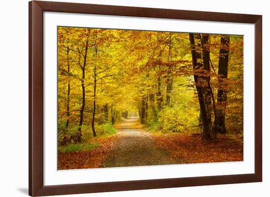 Pathway in the Autumn Forest-sborisov-Framed Photographic Print