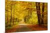 Pathway in the Autumn Forest-sborisov-Mounted Photographic Print
