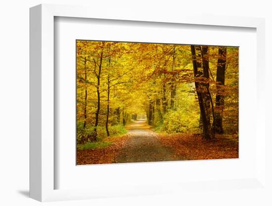 Pathway in the Autumn Forest-sborisov-Framed Photographic Print