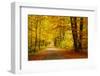 Pathway in the Autumn Forest-sborisov-Framed Photographic Print