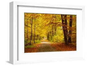 Pathway in the Autumn Forest-sborisov-Framed Photographic Print