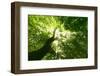 Pathway in the Forest with Sunlight-Kalina Vova-Framed Photographic Print