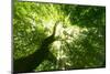 Pathway in the Forest with Sunlight-Kalina Vova-Mounted Photographic Print