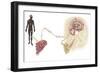 Pathway of a Pain Message Via Sensory Nerve in Injured Muscle-null-Framed Premium Giclee Print