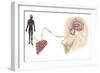 Pathway of a Pain Message Via Sensory Nerve in Injured Muscle-null-Framed Premium Giclee Print