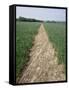 Pathway Through Field, Essex, United Kingdom-Jeremy Bright-Framed Stretched Canvas