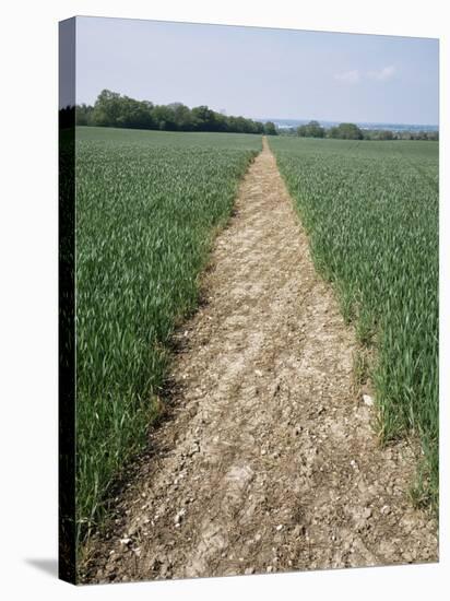 Pathway Through Field, Essex, United Kingdom-Jeremy Bright-Stretched Canvas