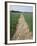 Pathway Through Field, Essex, United Kingdom-Jeremy Bright-Framed Photographic Print