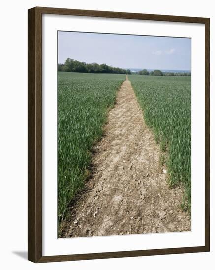 Pathway Through Field, Essex, United Kingdom-Jeremy Bright-Framed Photographic Print