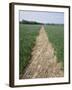 Pathway Through Field, Essex, United Kingdom-Jeremy Bright-Framed Photographic Print