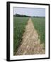 Pathway Through Field, Essex, United Kingdom-Jeremy Bright-Framed Photographic Print