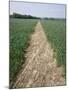 Pathway Through Field, Essex, United Kingdom-Jeremy Bright-Mounted Photographic Print