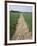 Pathway Through Field, Essex, United Kingdom-Jeremy Bright-Framed Photographic Print