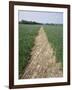 Pathway Through Field, Essex, United Kingdom-Jeremy Bright-Framed Photographic Print