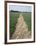 Pathway Through Field, Essex, United Kingdom-Jeremy Bright-Framed Photographic Print