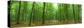 Pathway Through Forest, Mastatten, Germany-null-Stretched Canvas