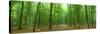 Pathway Through Forest, Mastatten, Germany-null-Stretched Canvas