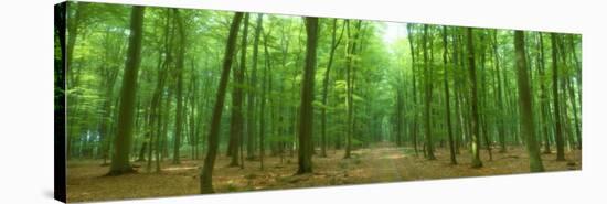 Pathway Through Forest, Mastatten, Germany-null-Stretched Canvas