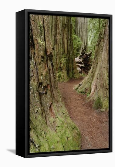 Pathway through redwood trees. Redwood National Park, California-Adam Jones-Framed Stretched Canvas