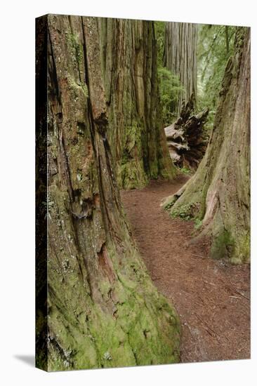 Pathway through redwood trees. Redwood National Park, California-Adam Jones-Stretched Canvas