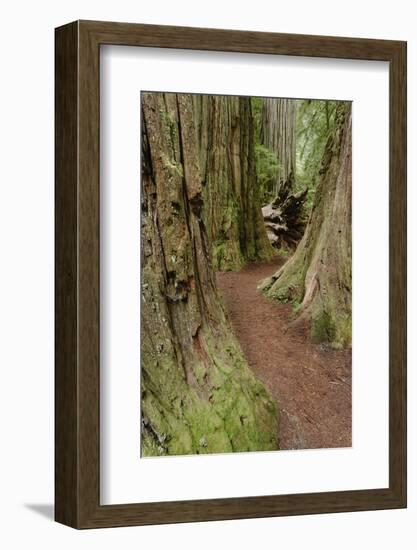 Pathway through redwood trees. Redwood National Park, California-Adam Jones-Framed Photographic Print