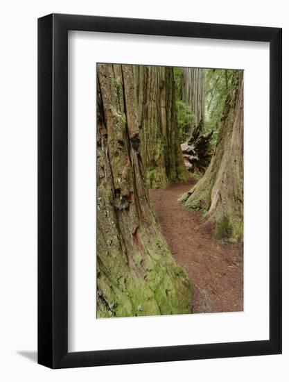 Pathway through redwood trees. Redwood National Park, California-Adam Jones-Framed Photographic Print