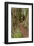 Pathway through redwood trees. Redwood National Park, California-Adam Jones-Framed Photographic Print