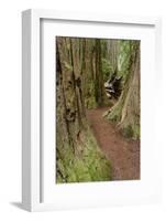 Pathway through redwood trees. Redwood National Park, California-Adam Jones-Framed Photographic Print