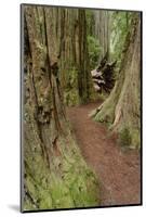 Pathway through redwood trees. Redwood National Park, California-Adam Jones-Mounted Photographic Print