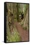 Pathway through redwood trees. Redwood National Park, California-Adam Jones-Framed Stretched Canvas