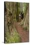 Pathway through redwood trees. Redwood National Park, California-Adam Jones-Stretched Canvas