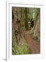Pathway through redwood trees. Redwood National Park, California-Adam Jones-Framed Photographic Print