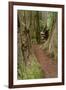 Pathway through redwood trees. Redwood National Park, California-Adam Jones-Framed Photographic Print