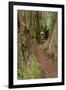 Pathway through redwood trees. Redwood National Park, California-Adam Jones-Framed Photographic Print