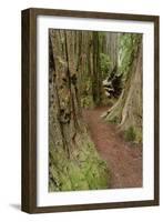 Pathway through redwood trees. Redwood National Park, California-Adam Jones-Framed Photographic Print