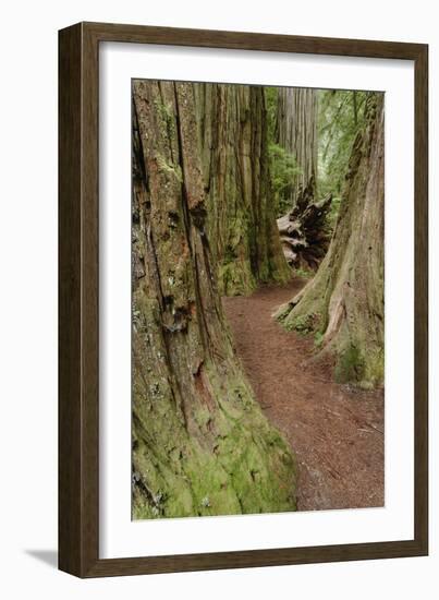 Pathway through redwood trees. Redwood National Park, California-Adam Jones-Framed Photographic Print