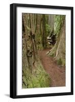 Pathway through redwood trees. Redwood National Park, California-Adam Jones-Framed Photographic Print