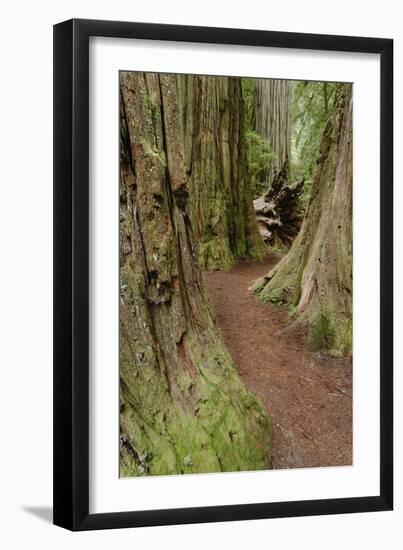 Pathway through redwood trees. Redwood National Park, California-Adam Jones-Framed Photographic Print