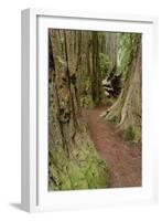 Pathway through redwood trees. Redwood National Park, California-Adam Jones-Framed Photographic Print