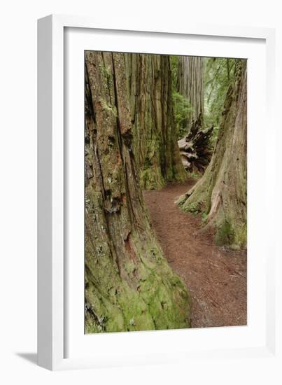 Pathway through redwood trees. Redwood National Park, California-Adam Jones-Framed Photographic Print