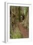 Pathway through redwood trees. Redwood National Park, California-Adam Jones-Framed Photographic Print